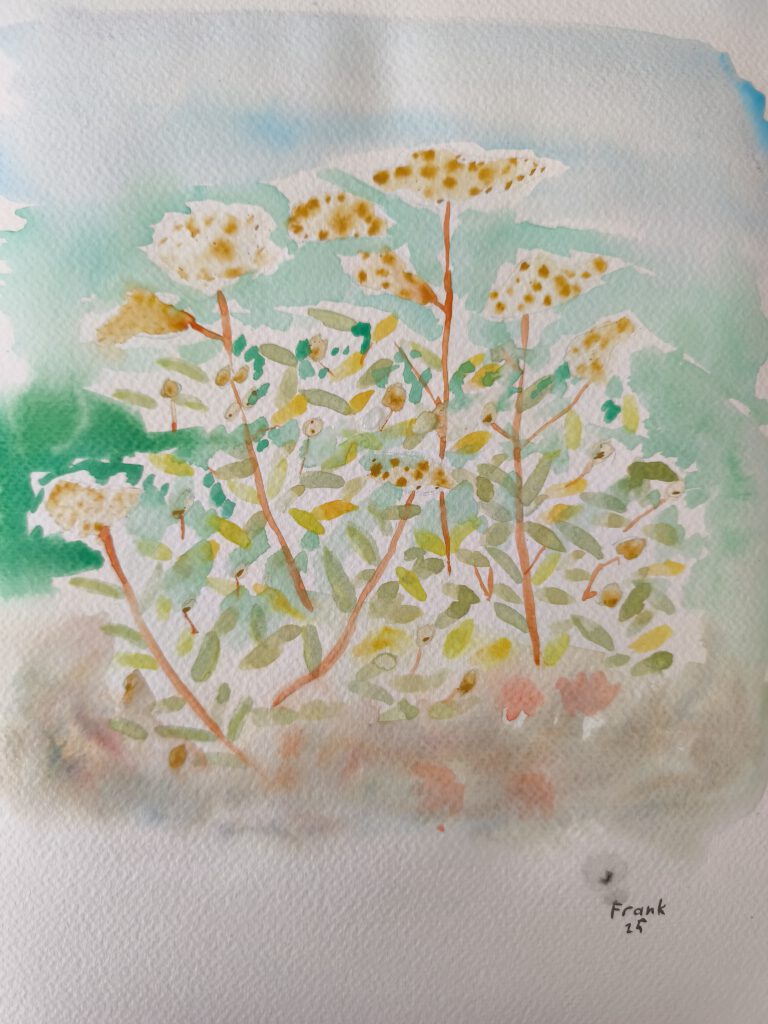 Aquarell einer Pflanze mit puschelig hellbraunen Blüten und länglichen Blättern in verschiedenen gelb, grün und Brauntönen. Im Hintergund sind Himmel, weiteres grün und ein herbstlicher Boden verwaschen angedeutet.