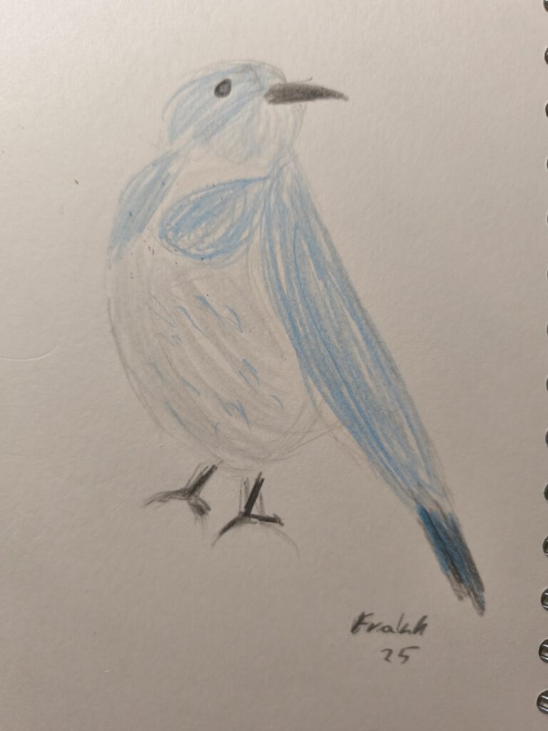 Buntstiftzeichnung eines blau weißen Vogels auf weißem Paper. Der Schwanz erscheint etwas zu lang.