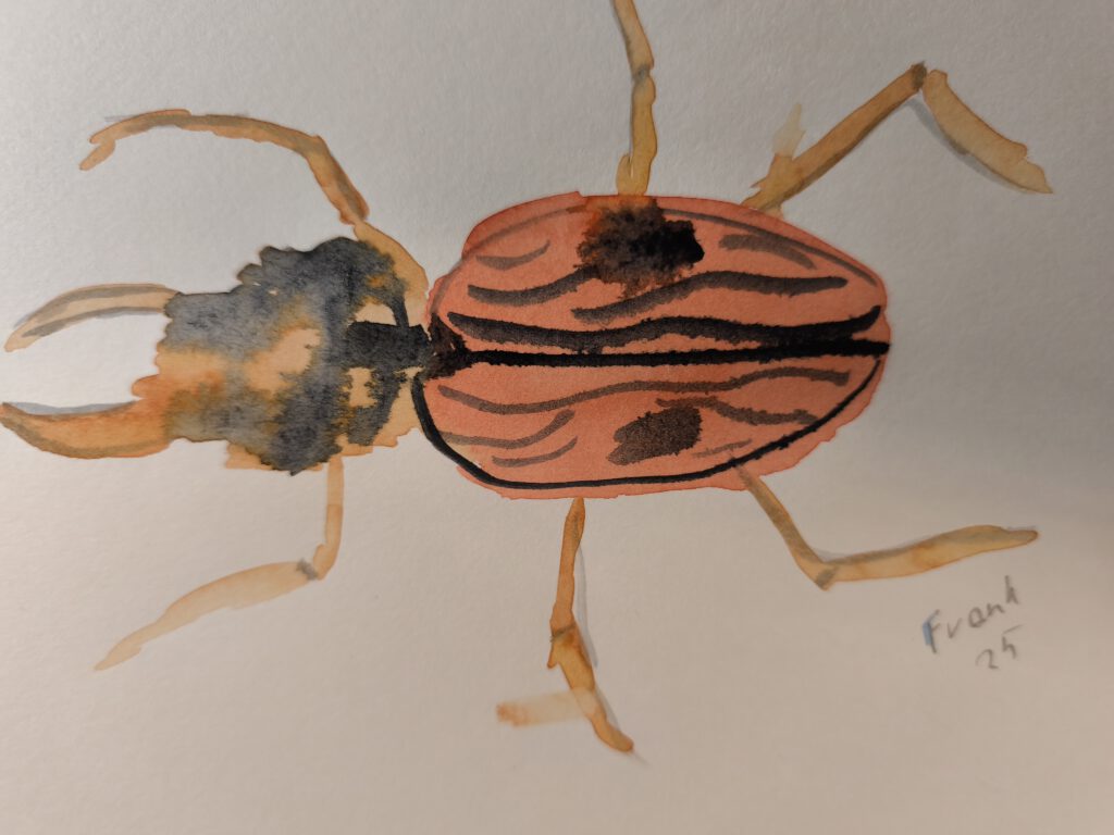 Aquarell eines rot/orange/braunen Käfers mit mit schwarzen Zeichnungen