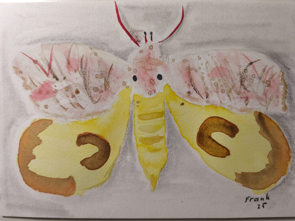 Aquarell eines Schmetterlings im oberen Teil hat er rotbraune und braune schwache Streifen und Flecken, im unteren Teil ist er Gelb mit halbrunden, braunen Flächen.