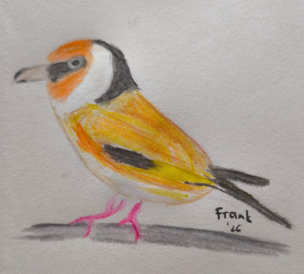 Eine farbenfrohe Zeichnung eines Vogels mit orangefarbener Brust, gelbem Gefieder und pinken Beinen.