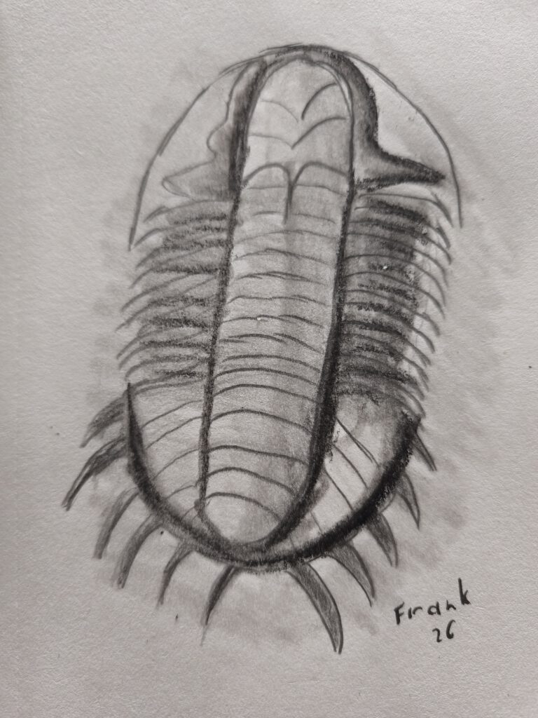 Schwarz-Weiß-Zeichnung eines Trilobiten mit detaillierten Facetten und Segmenten, signiert von Frank, 26.