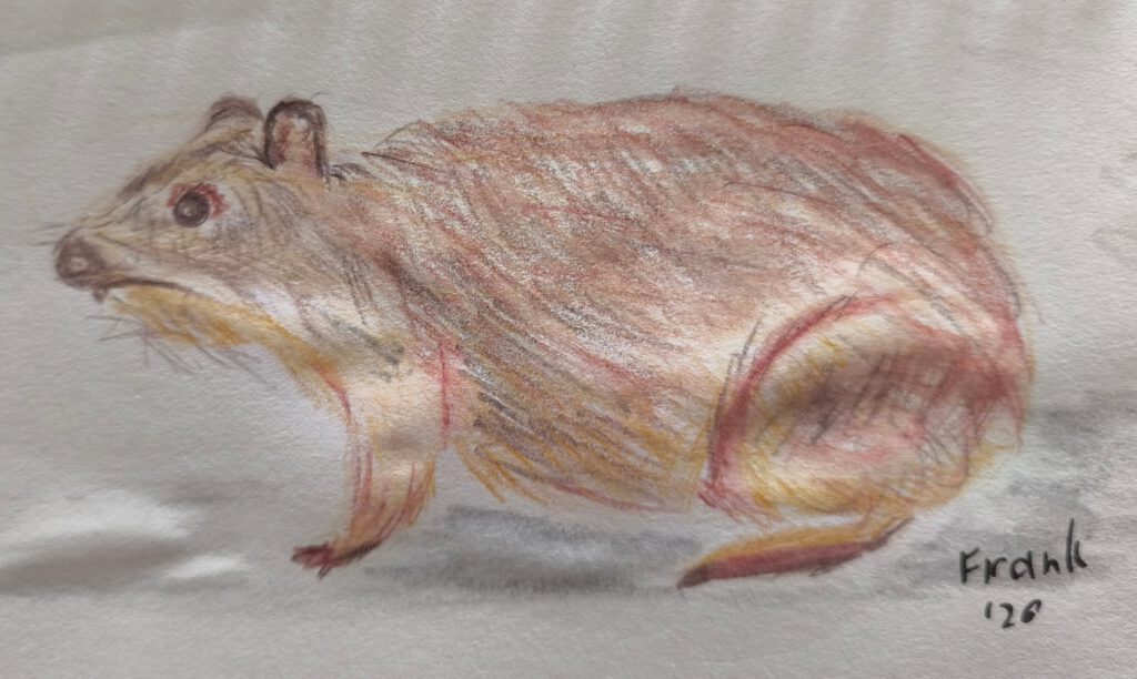 Eine Buntstiftzeichnung eines kleinen, pelzigen Tieres, das von der Seite dargestellt ist. Das Tier hat große Augen, kurze Ohren und ein rundliches Körperprofil.