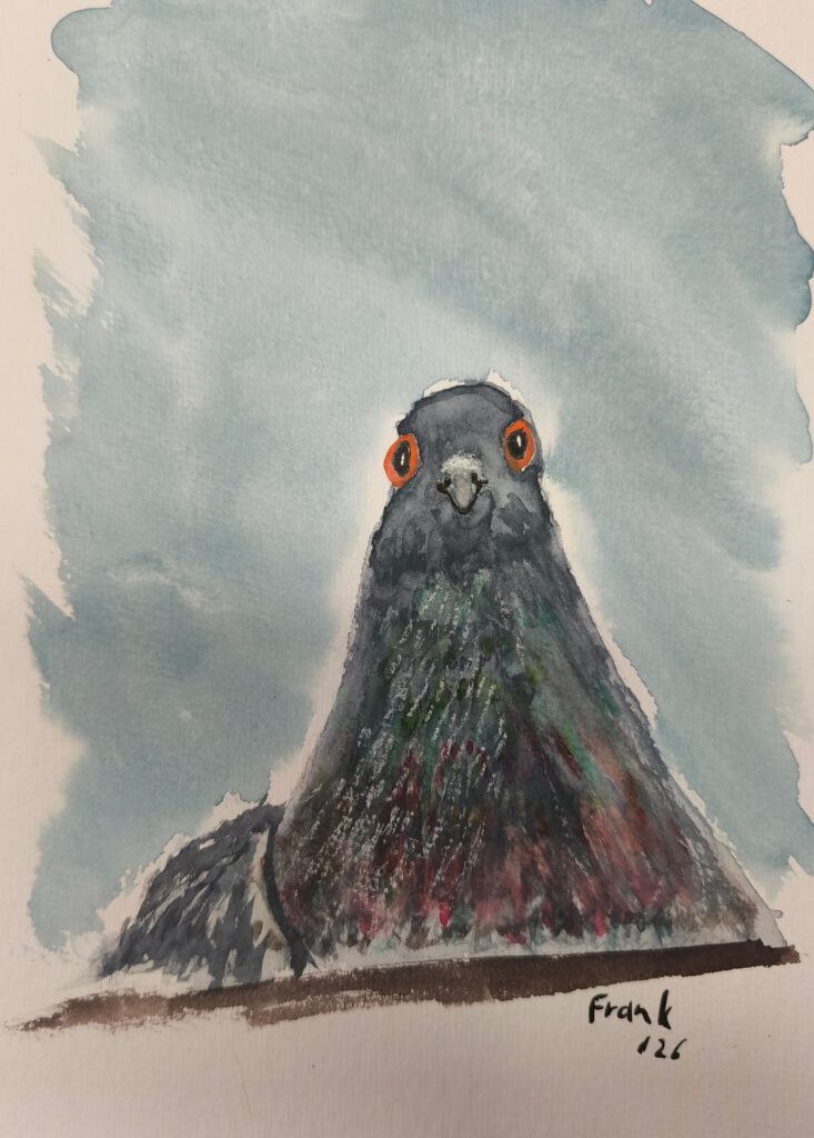 Aquarellzeichnung einer Taube mit orangenen Augen und grauem Gefieder vor einem blauen Hintergrund.