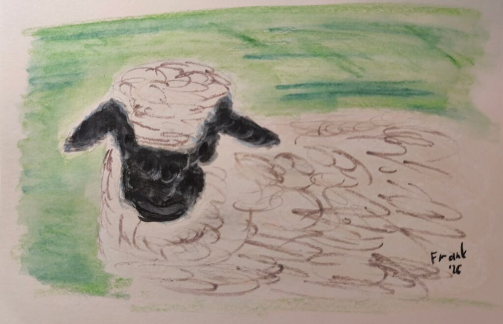 Eine Zeichnung eines Schafs mit einem schwarzen Kopf und weißen Fleece, auf einem grünen Hintergrund.