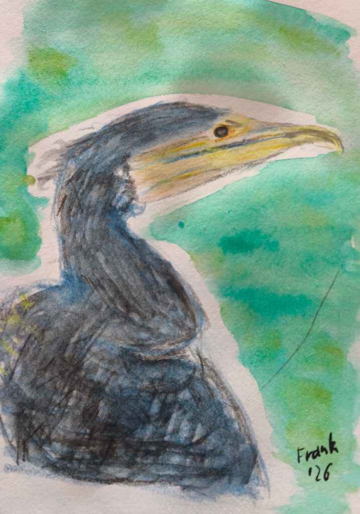 Aquarellzeichnung eines Kormorans mit einem grünen Hintergrund.