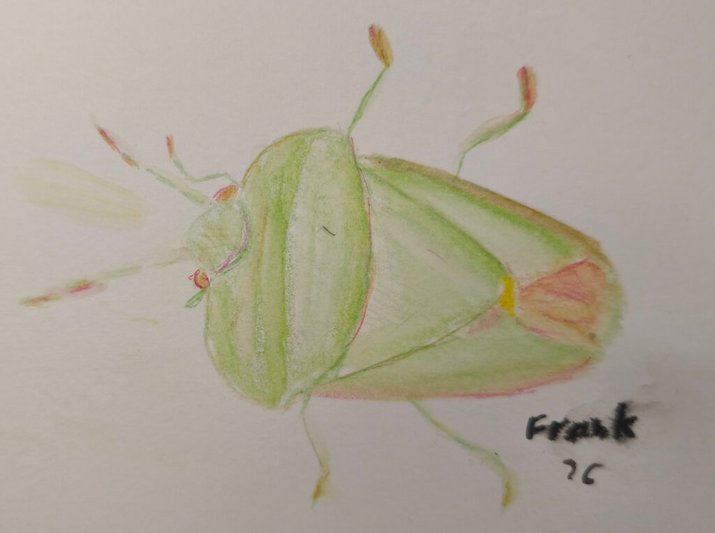 Aquarellzeichnung einer grünen Schildwanze