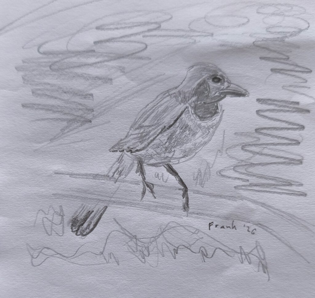 Bleistiftzeichnung eines Vogels mit markant dunklerem Kopf und verschiedenen Gefiederschattierungen