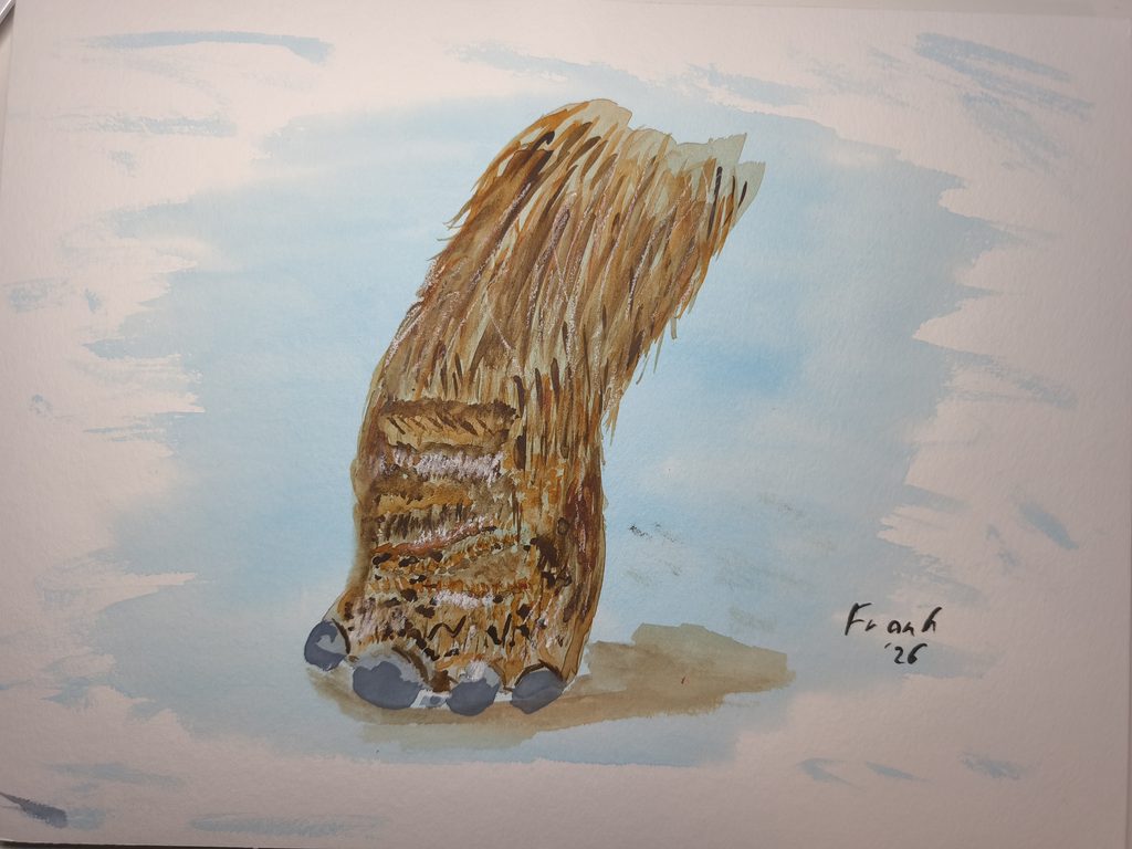 Aquarellbild. Vor einem nass in nass Hintergrund in Eisblau sieht man einen großen behaarten Tierfuß mit teils langem, zotteligen Fell und großen "Zehnägeln"